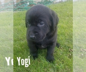 Labrador Retriever Puppy for sale in CATO, NY, USA