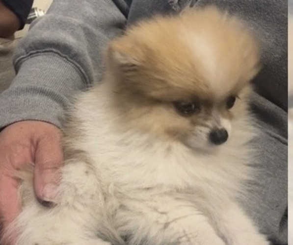 Medium Photo #4 Pomeranian Puppy For Sale in FIFE, WA, USA