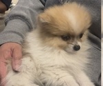 Small #3 Pomeranian