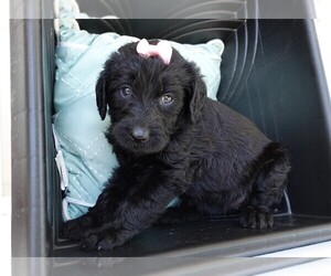 Labradoodle Puppy for sale in ELROY, WI, USA