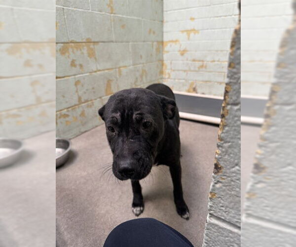 Medium Photo #1 Mutt Puppy For Sale in Stockton, CA, USA