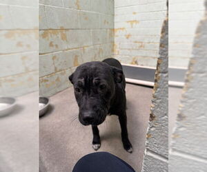 Mutt Dogs for adoption in Stockton, CA, USA