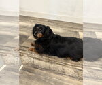 Small #4 Dachshund