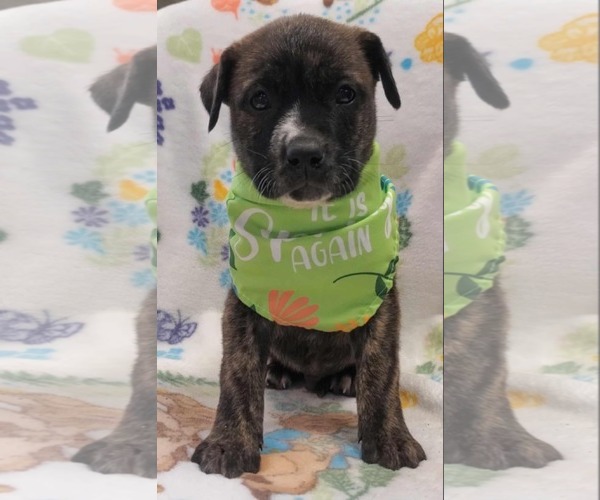 Medium Photo #1 Bulldog-Catahoula Leopard Dog Mix Puppy For Sale in SHERBURNE, NY, USA
