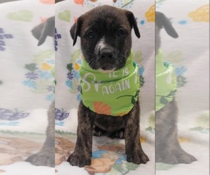 Bulldog-Catahoula Leopard Dog Mix Dogs for adoption in SHERBURNE, NY, USA
