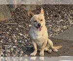 Small Chihuahua Mix