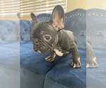 Small Photo #23 French Bulldog Puppy For Sale in BEVERLY HILLS, CA, USA