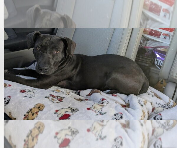 Medium Photo #3 Mutt Puppy For Sale in Boston, MA, USA