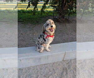Australian Shepherd-Unknown Mix Dogs for adoption in Sandy, UT, USA