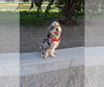 Small Australian Shepherd Mix