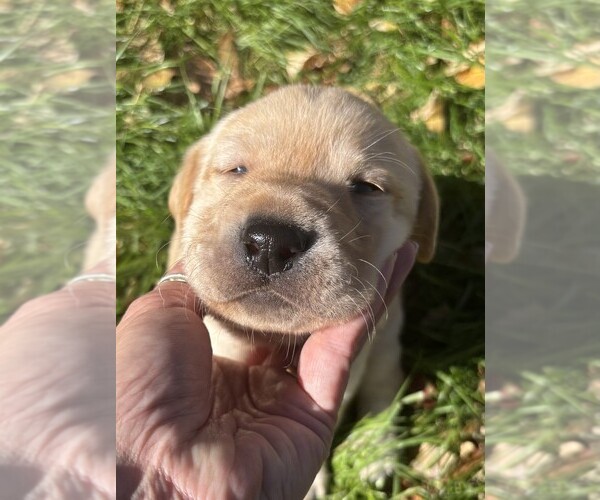 Medium Photo #13 Labrador Retriever Puppy For Sale in TWIN FALLS, ID, USA