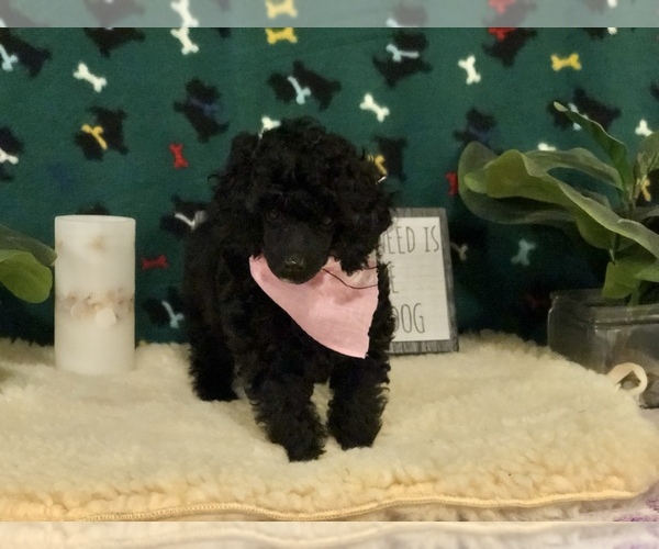 Medium Photo #7 Poodle (Toy) Puppy For Sale in WINSTON SALEM, NC, USA