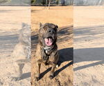 Small #4 Dutch Shepherd  Mix