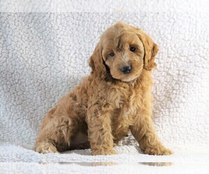 Cockapoo-Poodle (Miniature) Mix Puppy for sale in FREDERICKSBG, OH, USA