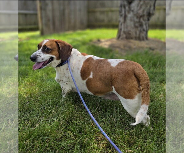 Medium Photo #3 Bagle Hound Puppy For Sale in Brookville, OH, USA