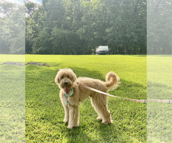 Medium Photo #5 Labradoodle Puppy For Sale in Maryville, TN, USA