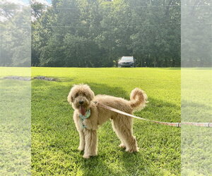 Bentley - Male Labradoodle Dog for Adoption - Photo #3