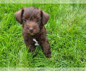 Schnauzer (Miniature) Puppy for sale in KENNEWICK, WA, USA
