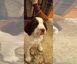 Small Photo #18 English Springer Spaniel Puppy For Sale in LEWISBERRY, PA, USA