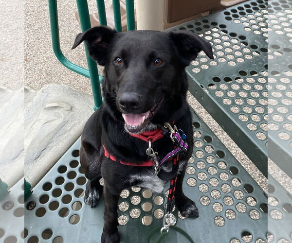 Medium Photo #1 Mutt Puppy For Sale in Fargo, ND, USA