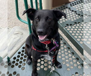 Mutt Dogs for adoption in Fargo, ND, USA
