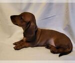 Small Photo #21 Dachshund Puppy For Sale in KUNA, ID, USA