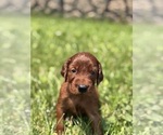 Small #10 Irish Setter