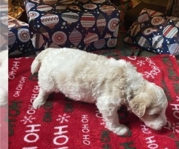 Medium Photo #4 Goldendoodle Puppy For Sale in ELLISGROVE, IL, USA