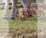 Puppy Orange American Bully