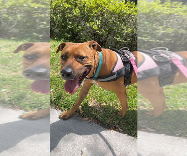 Medium Photo #13 Black Mouth Cur-Unknown Mix Puppy For Sale in Sanford, FL, USA