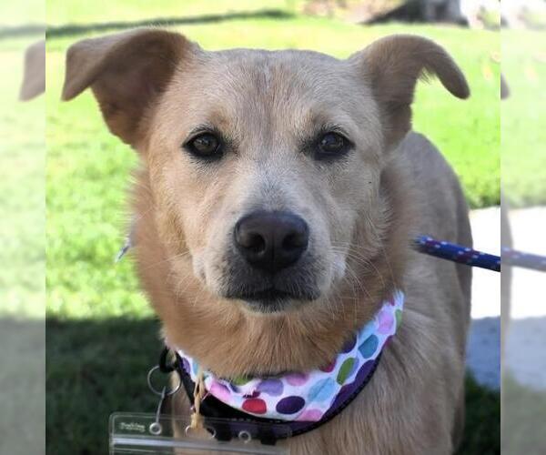 Medium Photo #12 Labrador Retriever-Unknown Mix Puppy For Sale in San Diego, CA, USA