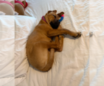 Small #6 Mutt