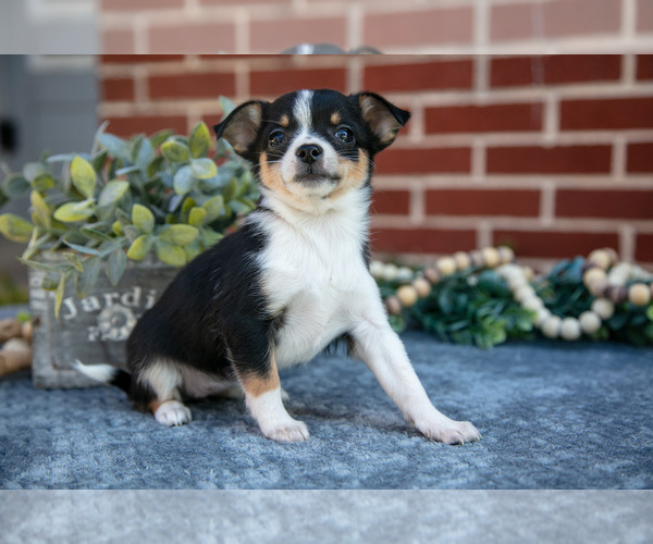 Medium Photo #2 Chihuahua Puppy For Sale in NEW HOLLAND, PA, USA