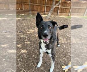 Border Collie-Unknown Mix Dogs for adoption in Plano, TX, USA