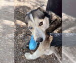 Small #1 Siberian Husky