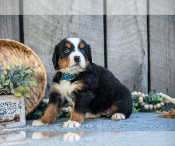 Medium Photo #5 Bernese Mountain Dog Puppy For Sale in SHREVE, OH, USA