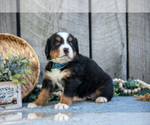 Small #4 Bernese Mountain Dog