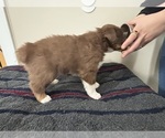 Small Photo #14 Australian Shepherd Puppy For Sale in CIRCLEVILLE, KS, USA