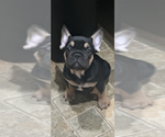 Small #2 French Bulldog
