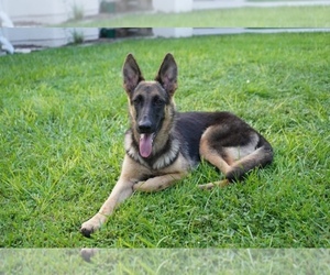 German Shepherd Dog Puppy for sale in WEBSTER, FL, USA