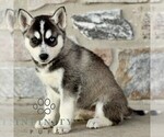 Small #3 Gerberian Shepsky