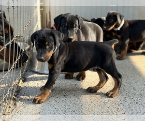 Doberman Pinscher Puppy for sale in NEWTON, NC, USA