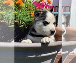 Small Photo #6 Siberian Husky Puppy For Sale in CANTON, MO, USA