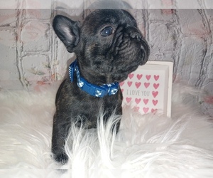 French Bulldog Puppy for sale in LAKEWOOD, WA, USA