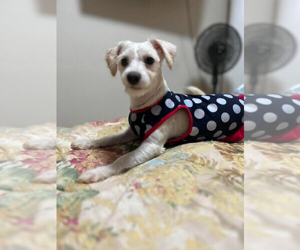 Medium Photo #6 Shih Tzu-Unknown Mix Puppy For Sale in San Diego, CA, USA