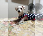 Small #5 Shih Tzu Mix