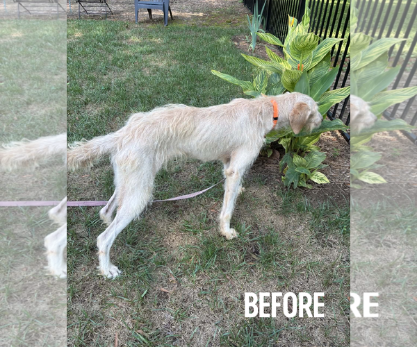 Medium Photo #6 Labradoodle Puppy For Sale in Arlington, VA, USA
