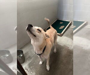 - Mix Dogs for adoption in Rosenberg, TX, USA