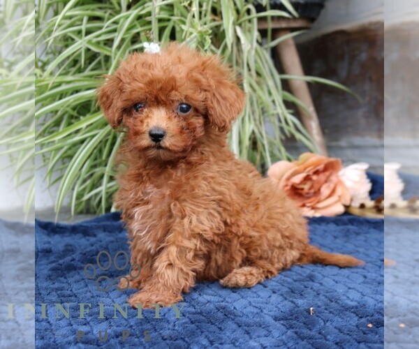 Medium Photo #3 Cavapoo (Miniature) Puppy For Sale in NARVON, PA, USA