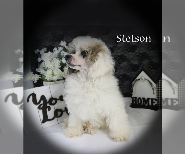 Medium Photo #18 Poodle (Miniature) Puppy For Sale in CHANUTE, KS, USA